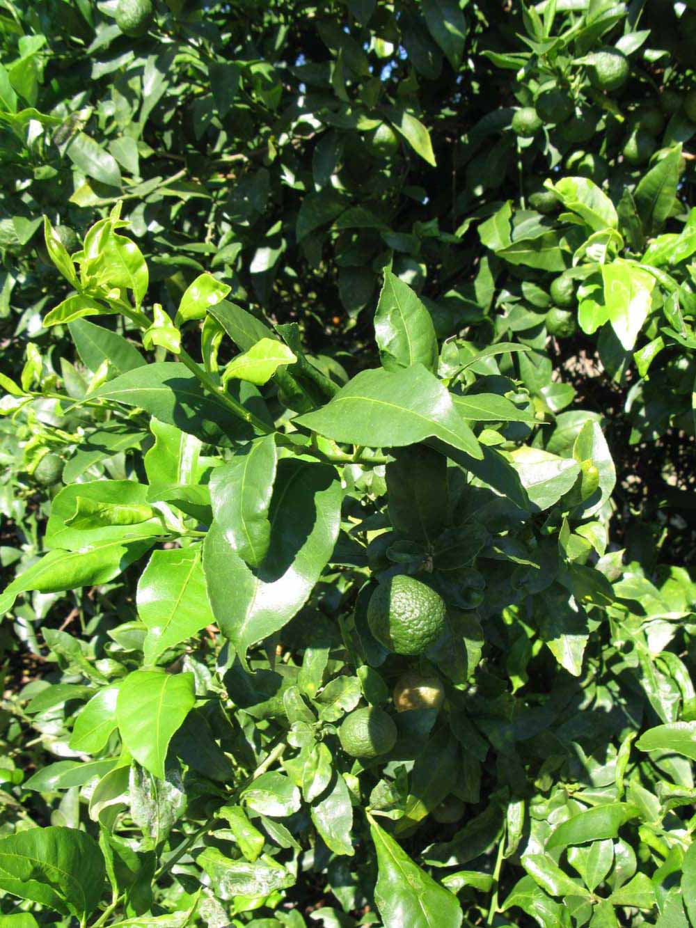              Sun leaves (Winter Haven, FL)       